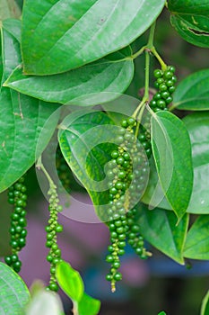 Fresh green pepper.Piper nigrum Linn