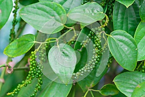 Fresh green pepper.Piper nigrum Linn