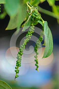 Fresh green pepper.Piper nigrum Linn