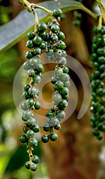 Fresh green pepper Piper Nigrum on the tree