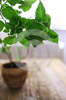 Fresh green pepper plant