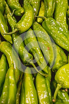 Fresh green pepper from the Valencian orchard