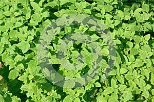 Fresh green peppermint leaves