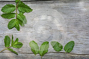 Fresh green  peppermint leaves  on a  old wood with copy space