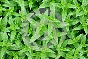 Fresh Green Peppermint & x28;Mentha Piperita or Mentha Balsamea Willd& x29; leaves background