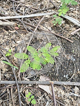 Fresh green Phyllanthus niruri plant in nature garden