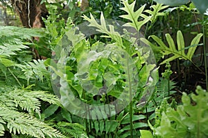 Fresh green Phymatosorus Scolopendria Golden Twisted fern.