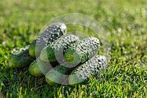 Fresh, green, pimply, small cucumbers on the grass