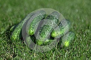 Fresh, green, pimply, small cucumbers on the grass