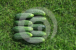 Fresh, green, pimply, small cucumbers on the grass