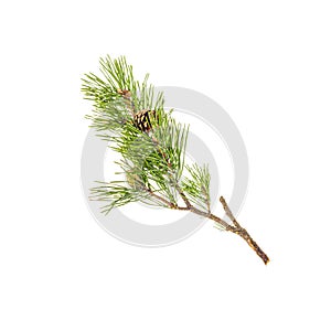 Fresh green pine branch with cones isolated on white. Square photo. Copy space