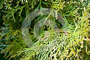 Fresh green pine branches in close up