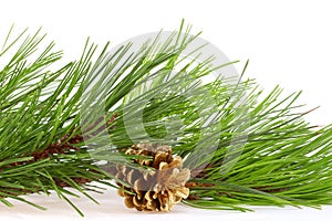 Fresh green pine branches and a gold bump