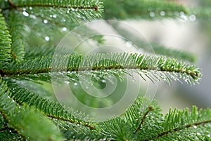 Fresh green pine branches in the rain.