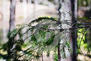 Fresh green pine branches in a spring forest