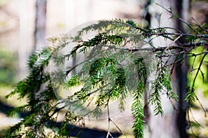 Fresh green pine branches in a spring forest