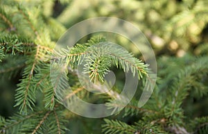 Fresh green pine branches in the sunny forest