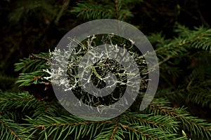 Fresh green pine branches in the sunny forest on the background