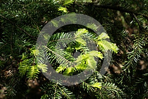 Fresh green pine branches in the sunny forest on the background