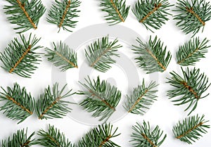 Fresh green pine branches on white