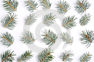 Fresh green pine branches on white