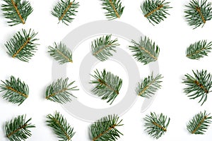 Fresh green pine branches on white