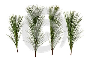 Fresh green pine leaves isolated on white background