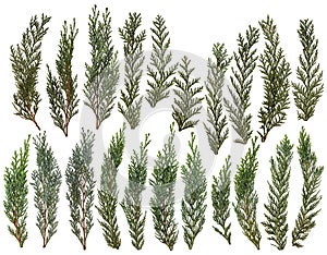 Fresh green pine leaves isolated on white background