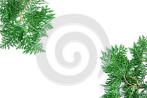 Fresh green pine leaves , the Oriental Arborvitae, Thuja orient