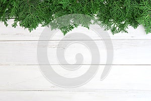 a fresh green pine leaves , Oriental Arborvitae, Thuja orientalis (also known as Platycladus orientalis) decoration on white wood