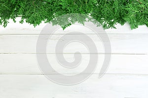 Fresh green pine leaves , Oriental Arborvitae, Thuja orientalis also known as Platycladus orientalis decoration on white wooden