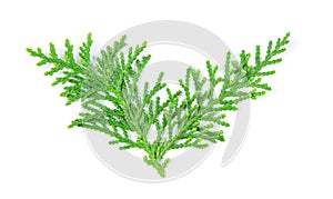 fresh green pine leaves , Oriental Arborvitae, Thuja orientalis also known as Platycladus orientalis leaf texture on white back photo