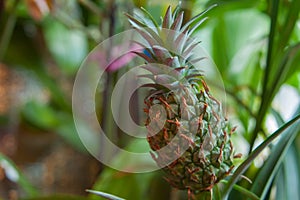 Fresh green pineapple on green background