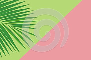 Fresh green, pink geometric empty background, blank for text, message with palm leaf