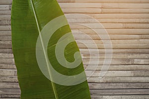 Fresh green pinnately paralled venation of banana leaf on grey bamboo trunk background