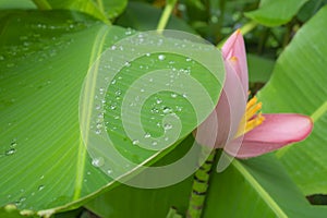 Fresh green pinnately parallel venation leaf pattern with water droplets, pink petals of flowering Banana blooming