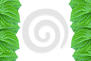 Green piper sarmentosum leaves frame on white background photo