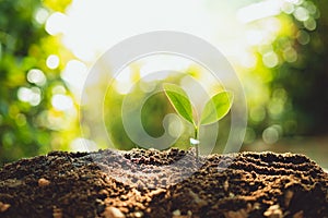 Fresh Green Plant Growing,Tree Growth Steps In nature And beautiful morning lighting