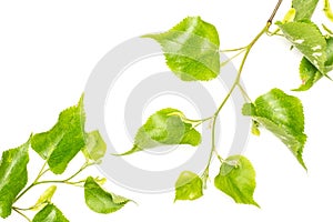 Fresh green plant isolated on white