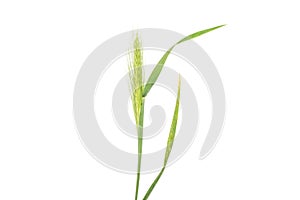 Fresh green plant isolated on white