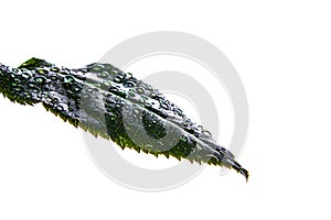 Fresh green plant leaf with water drops close up on white isolated background. Green leaf with dew drops on white background