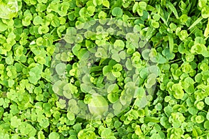 Fresh green plant leave background