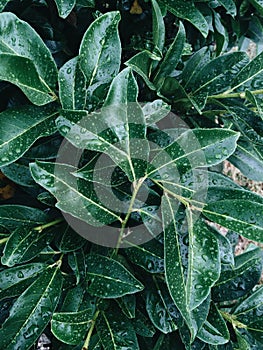 Fresh green plant leaves with raindrops. Nature background