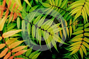 Fresh green plant leaves with yellow gradient lush foliage natural background.