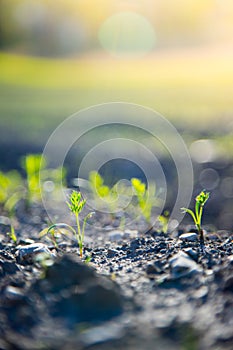 Fresh green plants on an agriculture field