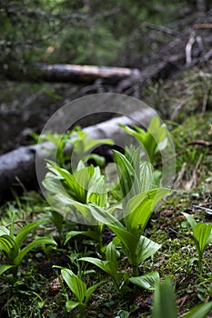 Fresh green plants in the forest with bokeh effect .Some trees on the ground