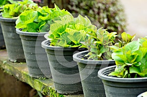 Fresh green plants in pots