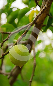 Fresh green plums close-up.