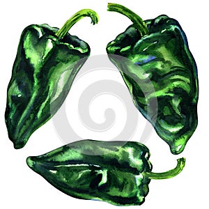 Fresh Green Poblano, Mexican Chili Pepper, Isolated, hand drawn watercolor illustration on white