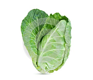 Fresh green pointed cabbage isolated on white